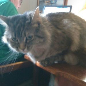 Meet your Posher, Collin